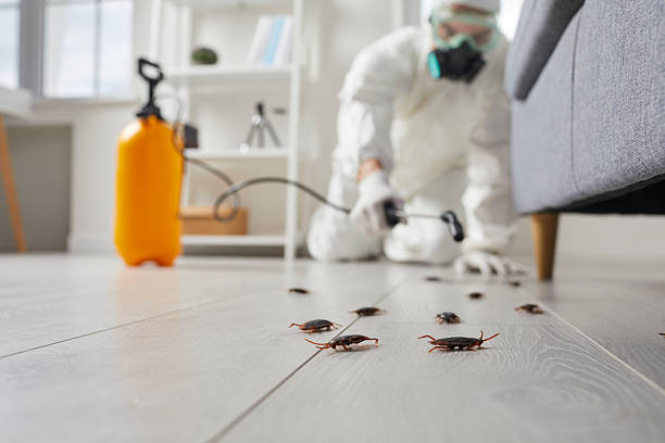 Commercial Rodent Management in New Miami